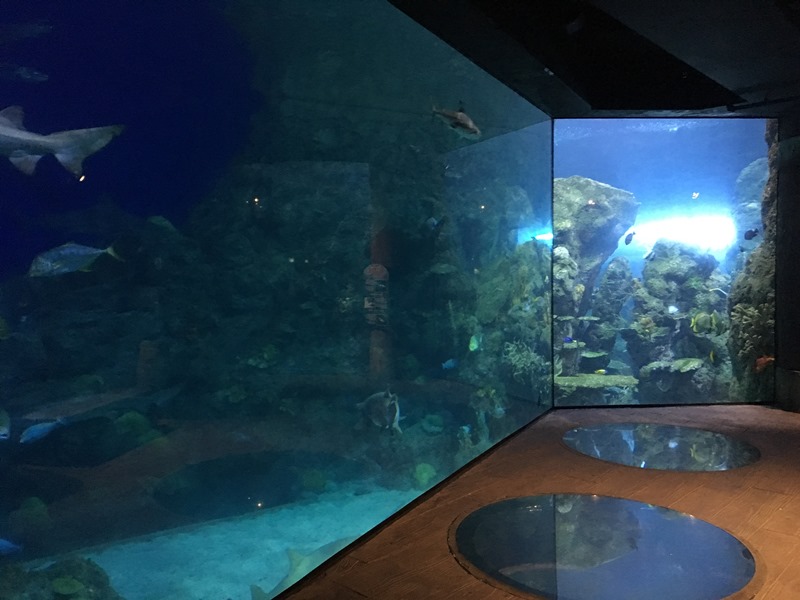 The Zoo Review Zoo Review Downtown Aquarium Denver