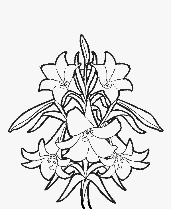 lily-flower-coloring-pages-flower-coloring-page