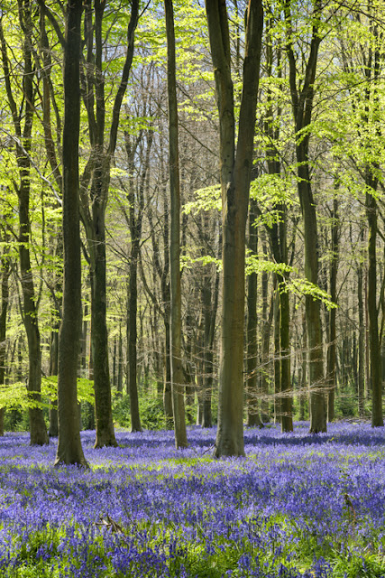 Bluebells at West Woods in Marlborough by Martyn Ferry Photography