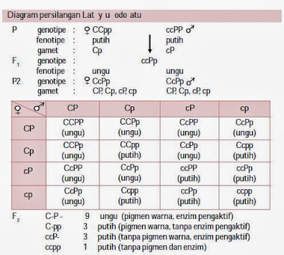 Penjelasan Tentang Penyimpangan Semu Hukum Mendel | Biologi Indonesia