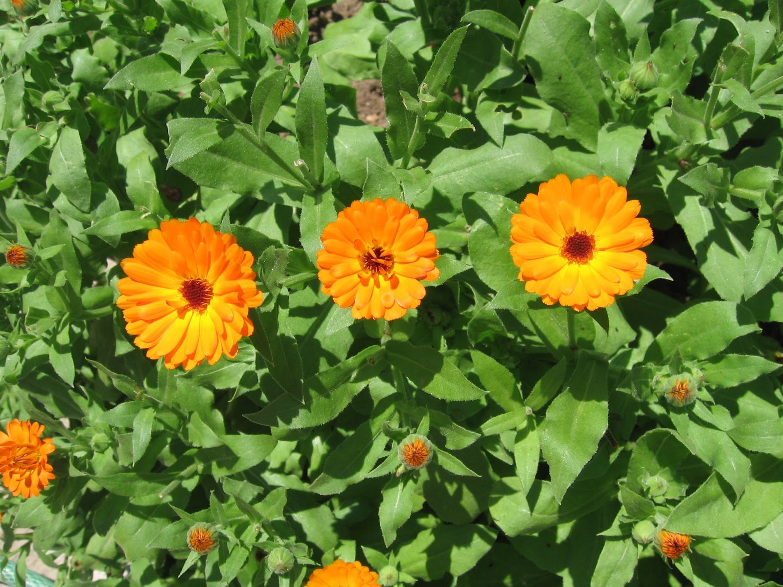 Pot Marigold Calendula officinalis Macedonia Nature