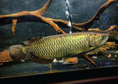 Bentuk fisik Jardini Arowana Bentuk fisik Jardini Arowana