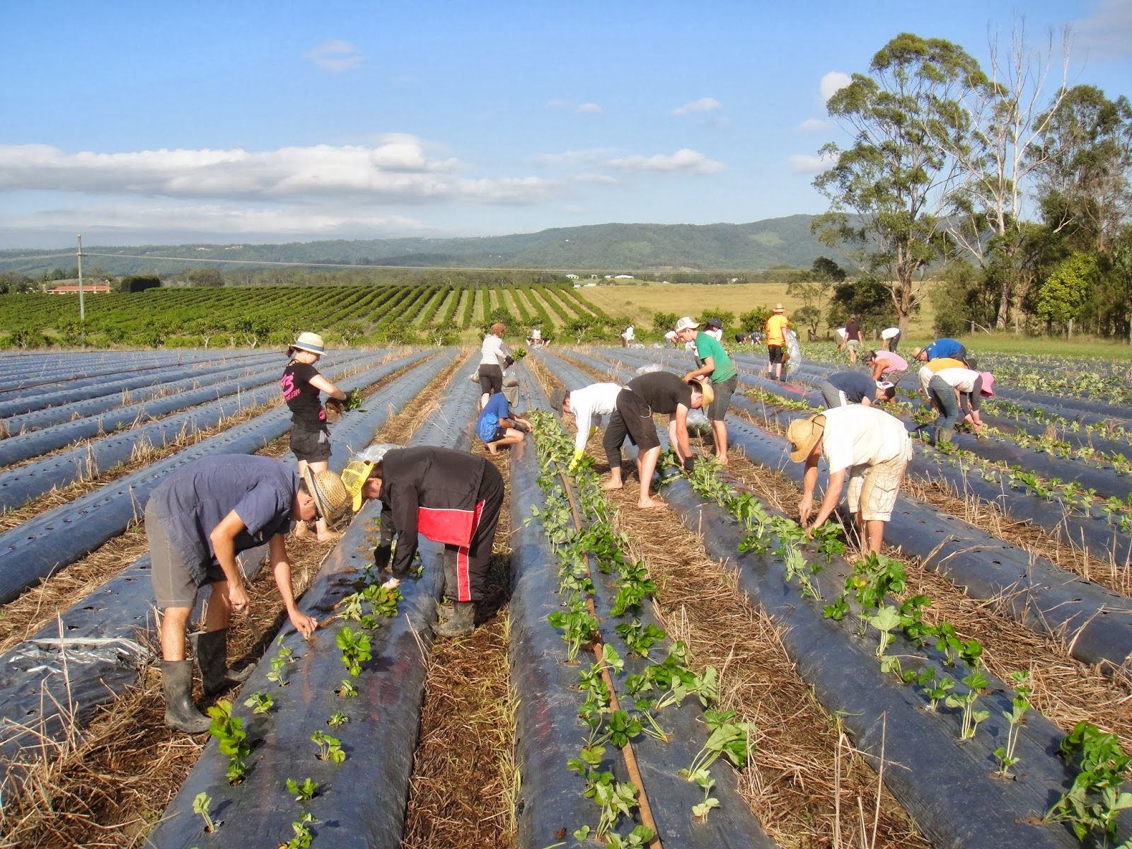 Strawberry Sue Sharehouses and Work Strawberries and Strawberries