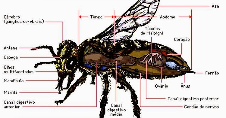 Morfologia e Fisiologia dos Insetos - Biologia