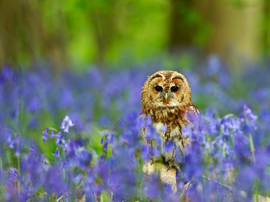 Matt's Photos Animals in the Bluebells