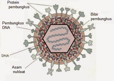 struktur anatomy virus herpes