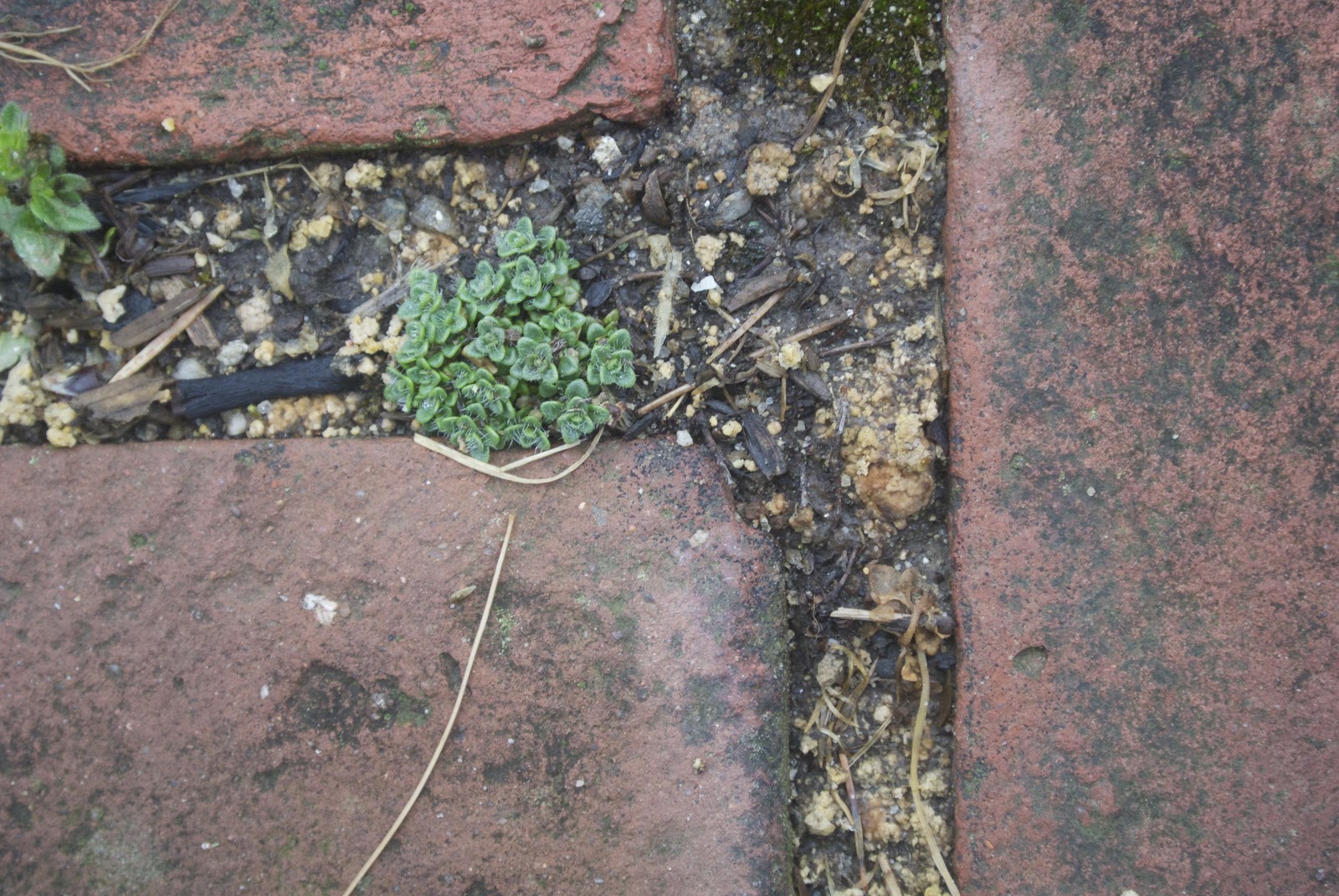 Life at Pugsley Patio Update Controlling crabgrass with corn gluten
