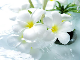 flores-de-petalos-de-color-blanco