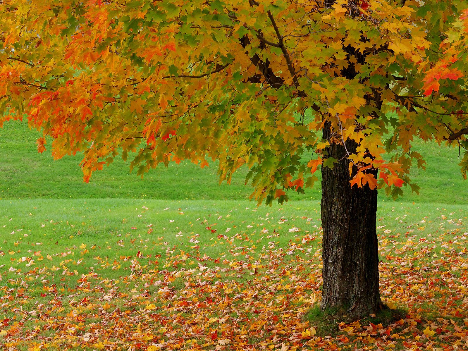 Beautiful Autumn Season Wallpapers Hd Nice Wallpapers HD Wallpapers Download Free Map Images Wallpaper [wallpaper376.blogspot.com]
