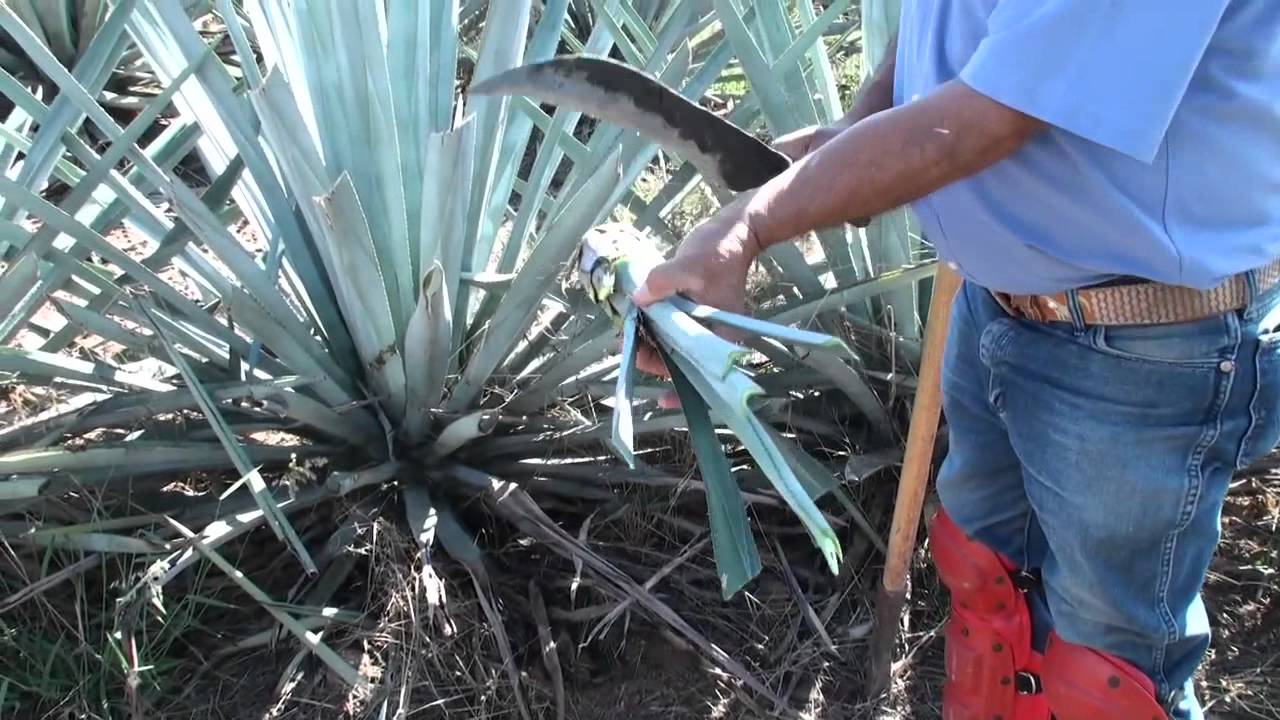 Plantación Y Cultivo Del Agave Plantación