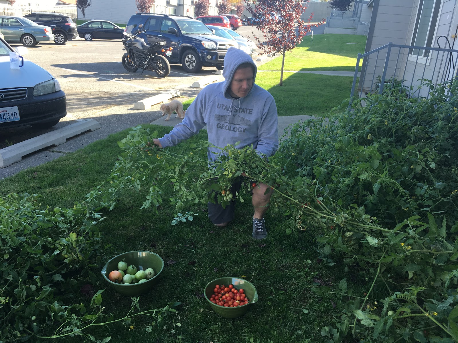 MAC Pulling up Tomatoes
