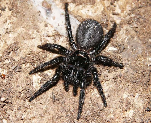 terceira aranha mais nenenosa do mundo