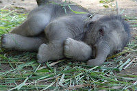 cute baby elephant pictures