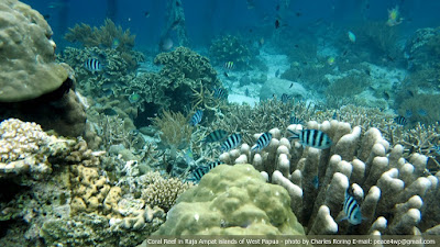 Coral reef environment in Raja Ampat of West Papua