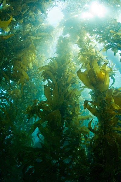 One Celled Organism >> The California Kelp Forest Adventure One Celled Organism >> The California Kelp Forest Adventure