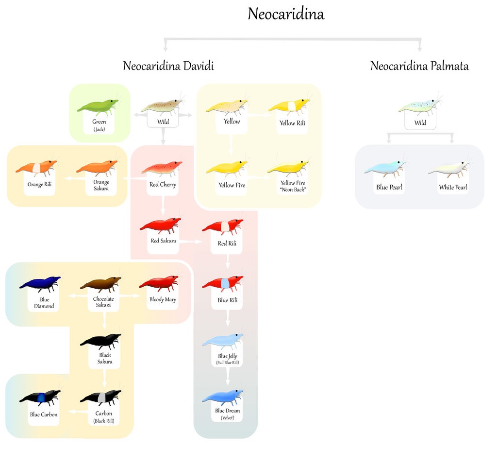 Neocaridina Shrimp Breeding Chart