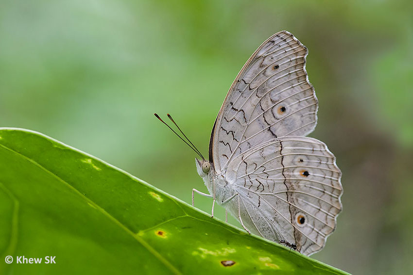 Butterflies of Singapore Life History of the Grey Pansy