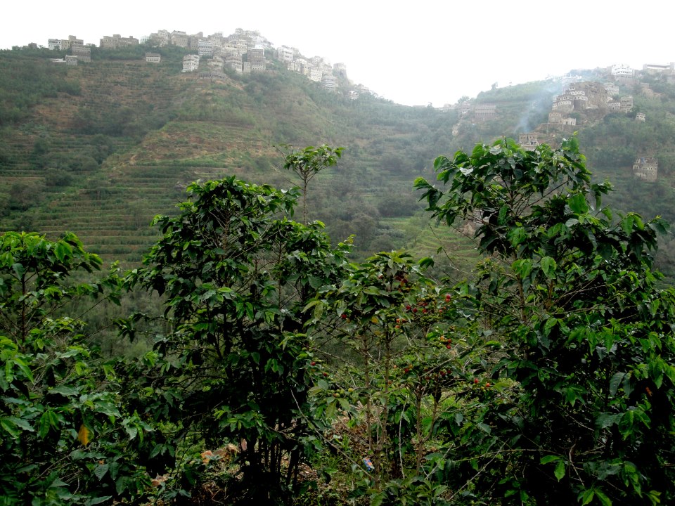 محمود محمد احمد صور متحركه رمنسيه 2013