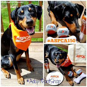 Penny Wishes the #ASPCA a Happy 150th and Wants to Remind You to #AdoptDontShop #RescueDog #RescuedPuppy #DobermanMix #LapdogCreations ©LapdogCreations