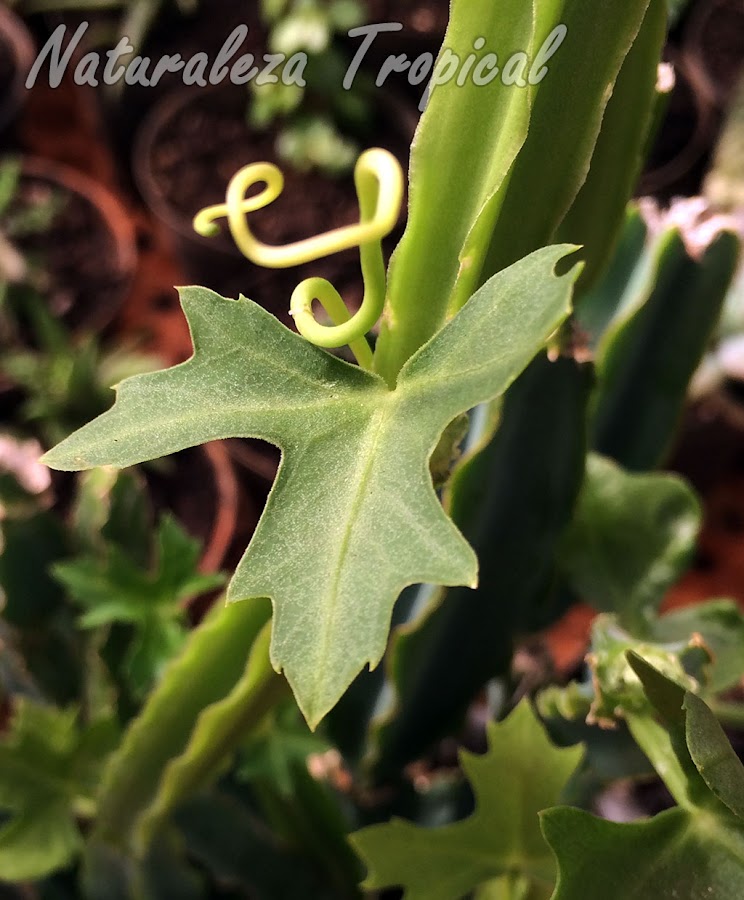 Hoja y Zarcillo de la Uva de Potrero, Cissus quadrangularis