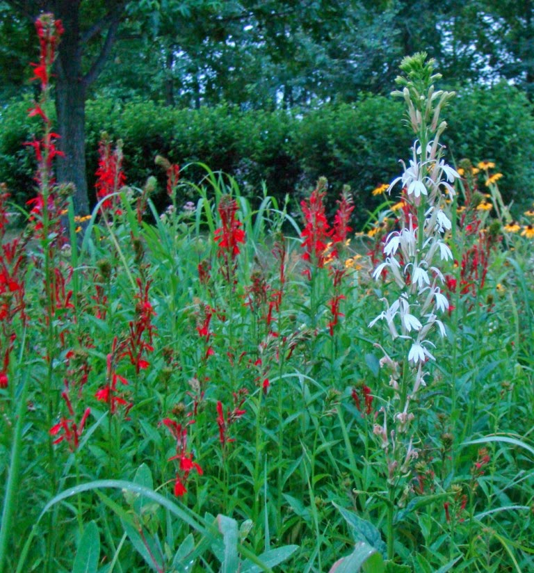 Ohio Birds and Biodiversity A white Cardinalflower