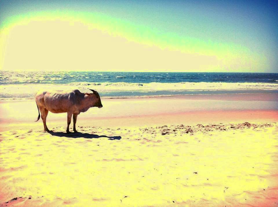 Cows on the beach in India