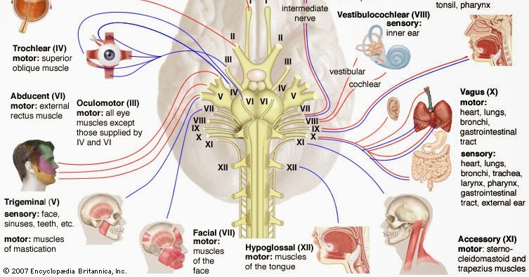 Fungsi Sistem Saraf Tepi Dan Saraf Otonom Masyog Com