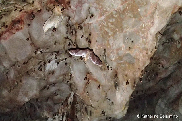 Bats Inside the Karst's Cave, Phang Nga Bay, Thailand