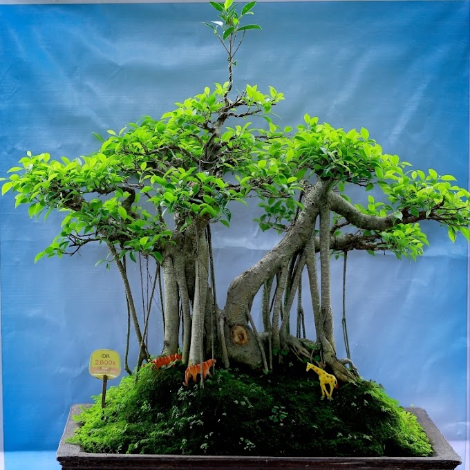 Teknik Cara Membuat Bonsai Beringin