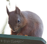 Red Squirrels of Breen Oakwood