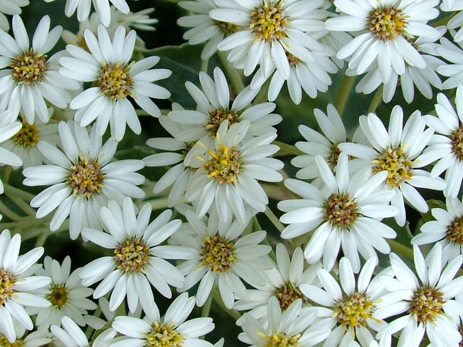 HD Wallpapers: White Flowers Wallpapers