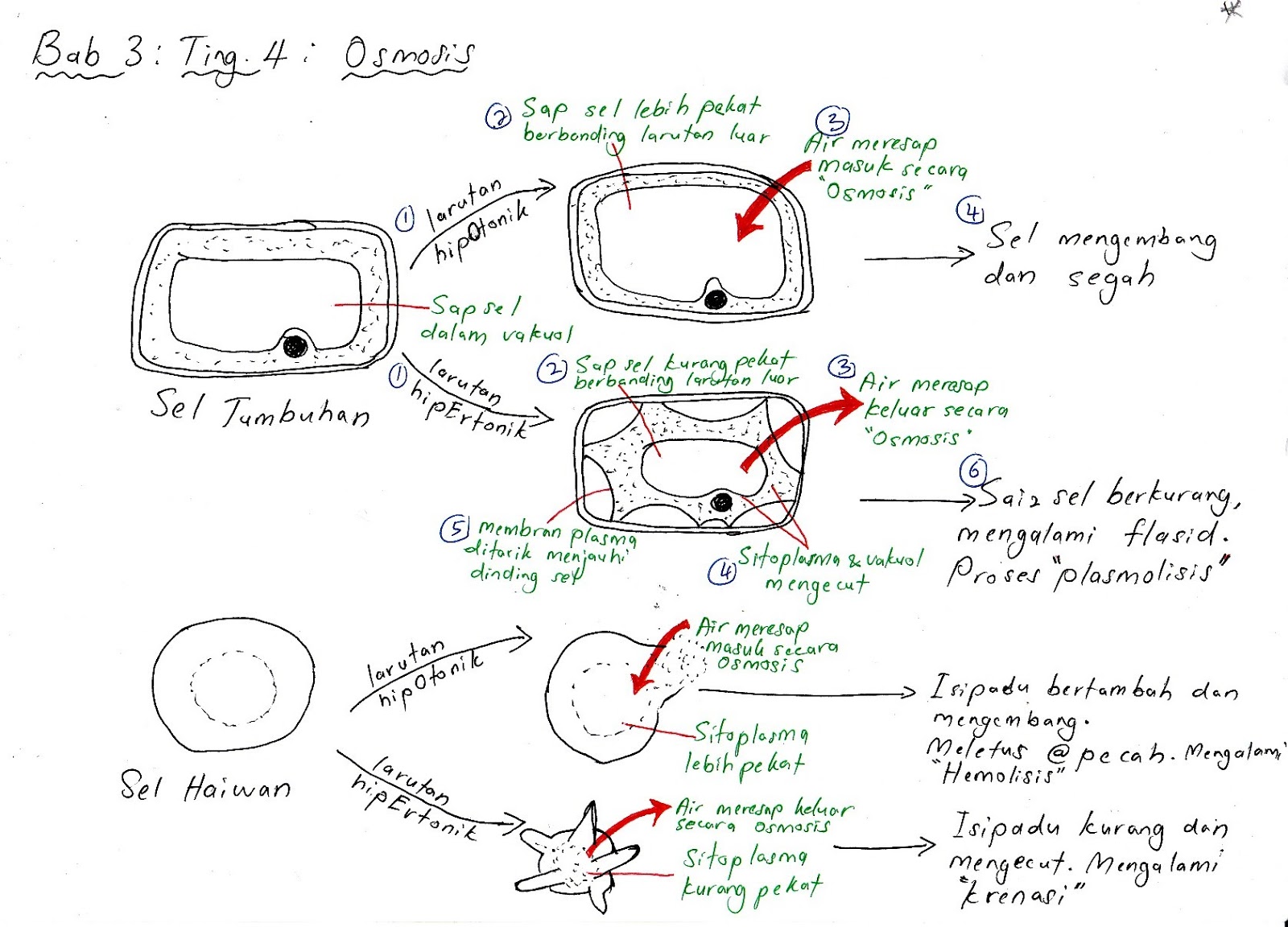 Nota Ringkas Biologi Tingkatan 4 Kssm