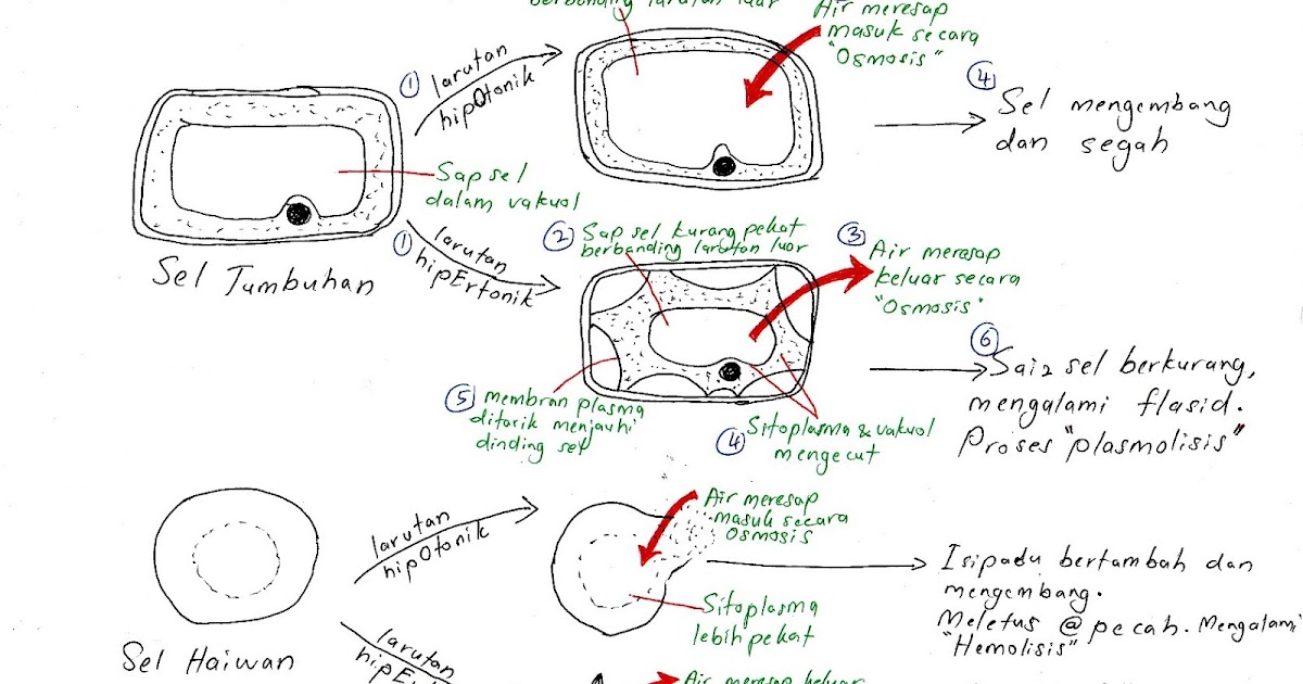 Soalan Biologi Tingkatan 4 Bab 2 Dan 3 - Viral Blog h