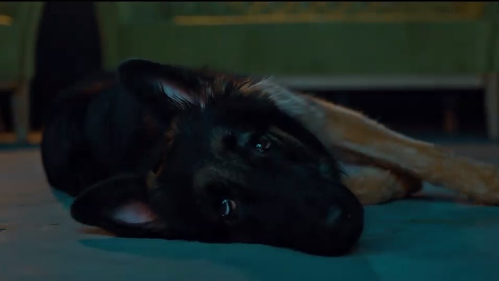 little angels rescue