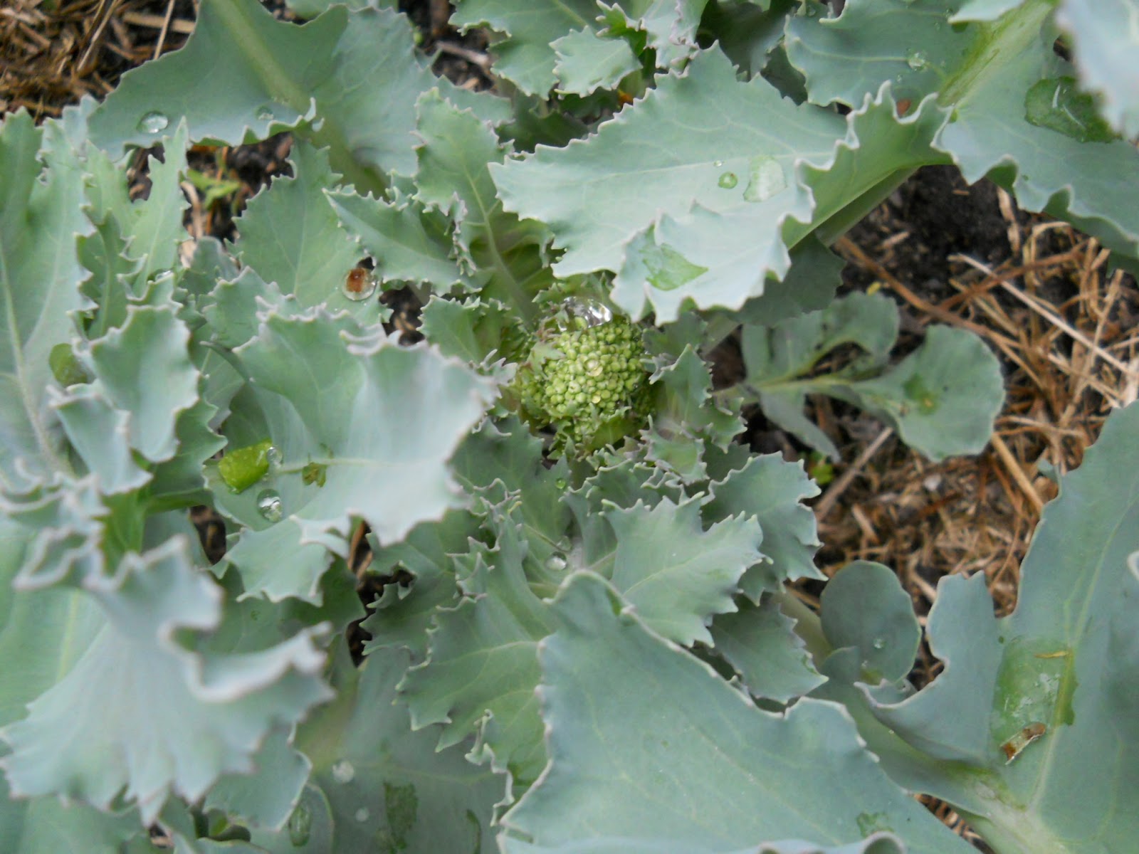 Adventure on Earth Sea Kale, Turkish Rocket, Flowering Comfrey