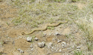 Western rattlesnake ( Crotalus viridis ) heading in the right 