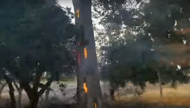 فيديو غريب لشجرة تحترق من الداخل فماذا حدث ؟