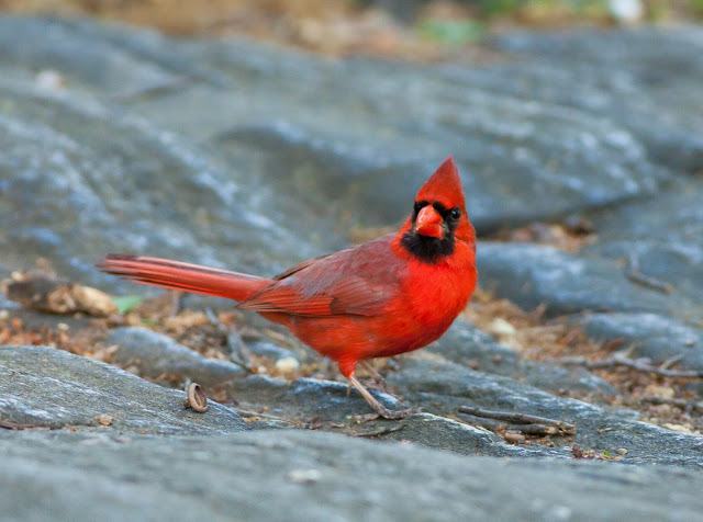 Northern Cardinal - Central Park, New York