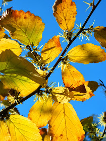 Hamamelis virginiana Witch hazel late fall flowers foliage against blue sky by garden muses-a Toronto gardening blog
