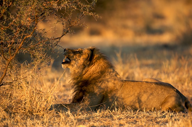 THE ANIMAL WILDLIFE: SINGA AFRIKA (africa lions )