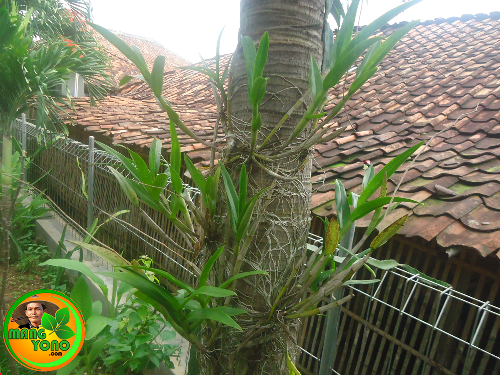 Tips menanam  anggrek  dengan cara  ditempel di  batang pohon 
