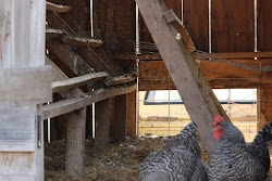 coop chicken litter method deep maintenance