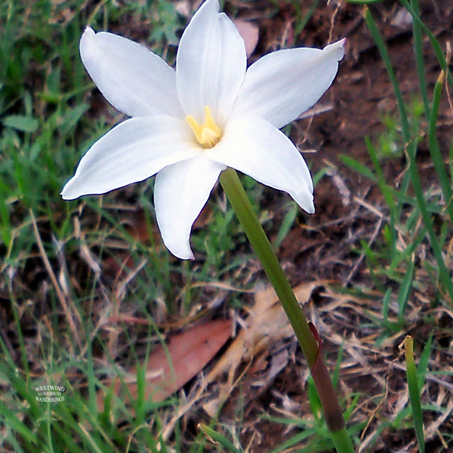 MY LIVING LENS TEXAS RAIN LILIES