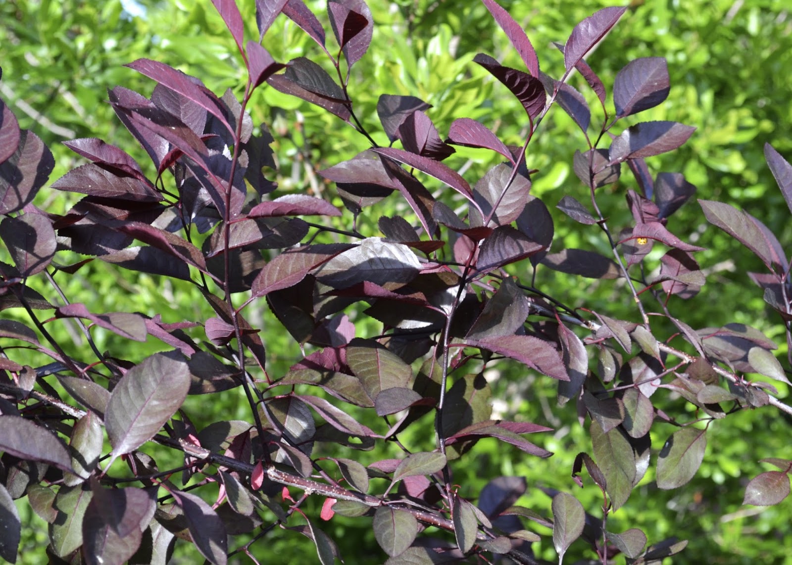 Plant Inventory at 20 Timothy : Prunus x cistena / Purpleleaf Sandcherry