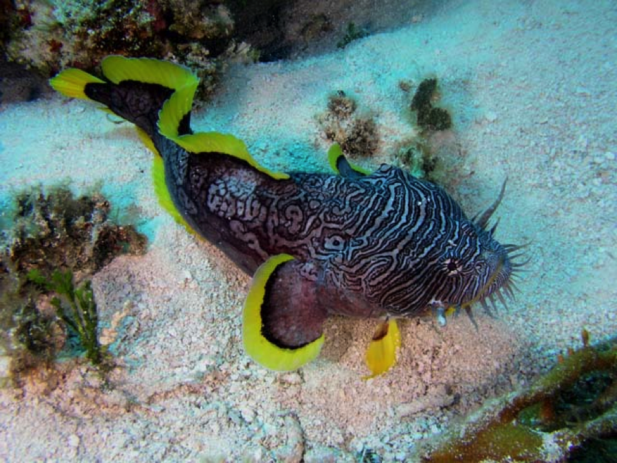 Get to know the Splendid Toadfish – Scuba Diving in Playa del Carmen
