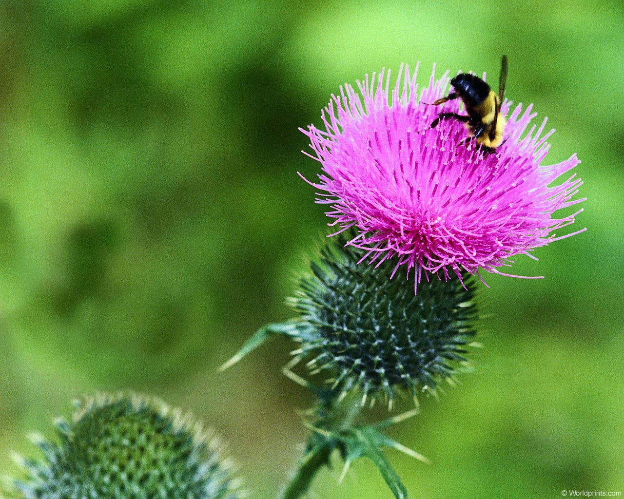 Flowers: Bumblebee Thistle