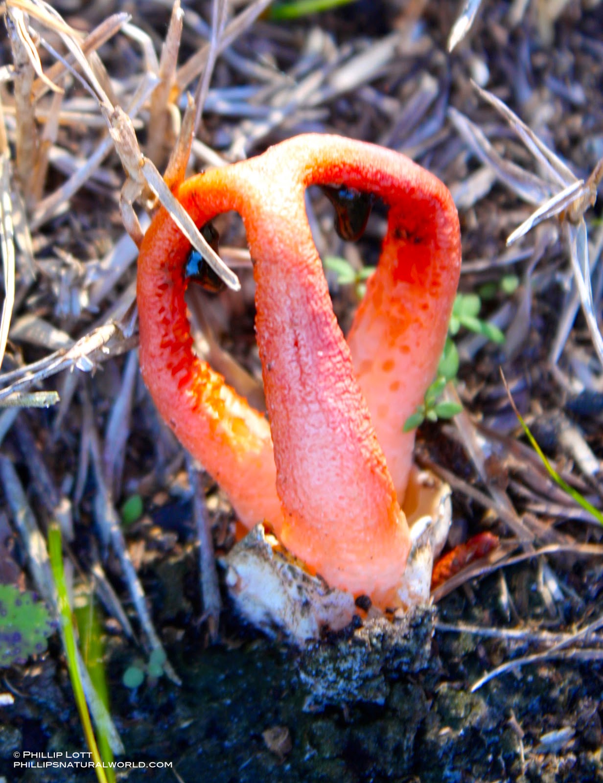 Phillip's Natural World February 2015