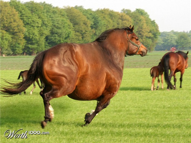 [Image: fat+horse.jpg]