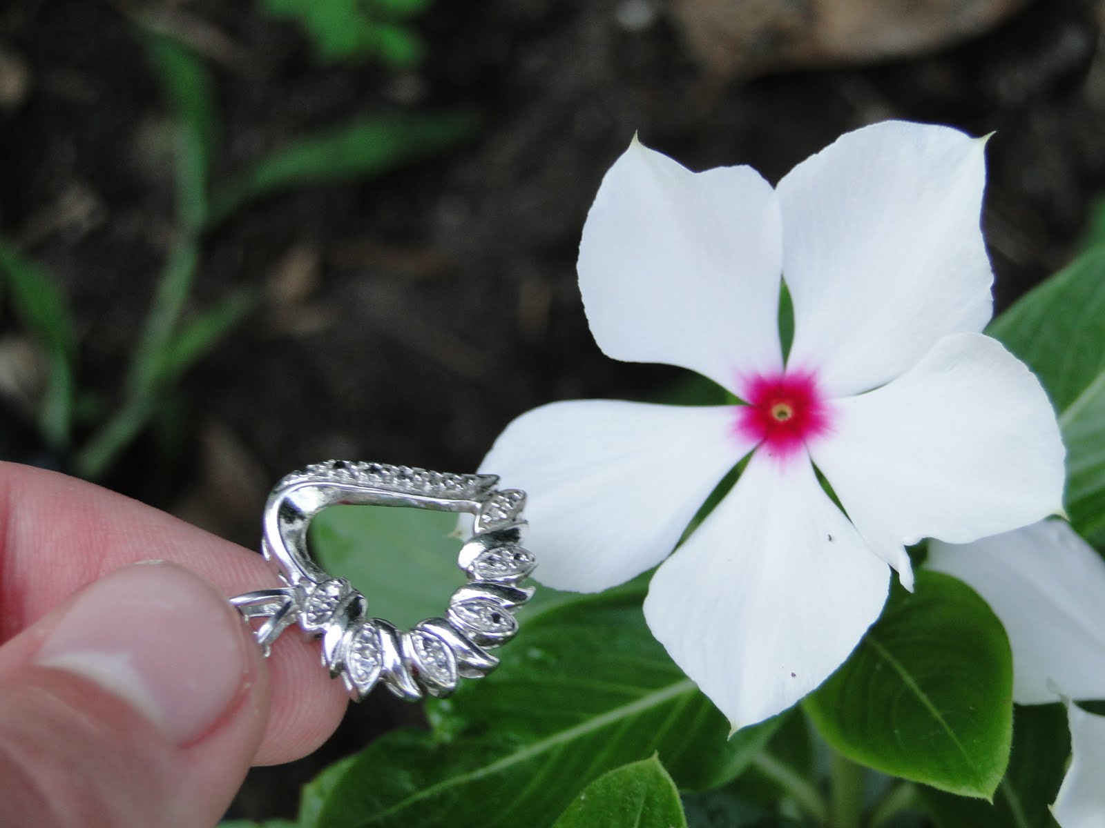 STHS AP Biology Radial Symmetry