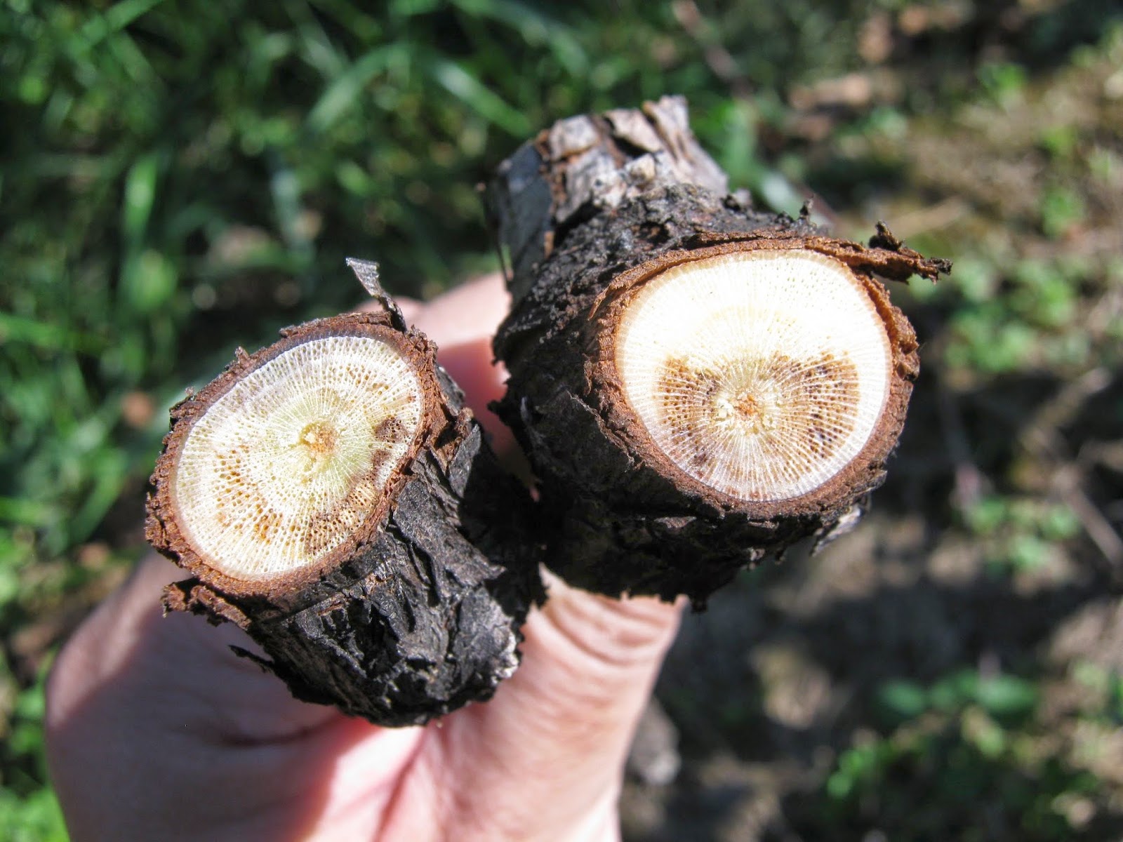 Trunk Disease Management for Eastern Grape Growning Regions